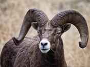 California Bighorn Ram