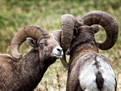 Aaaah an Ear Scratch. love it.