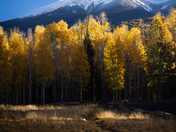 Aspen Corner - Coconino National Forest