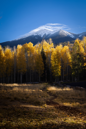 Aspen Corner - Coconino National Forest