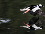 Bufflehead Takeoff