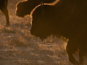 Bison early in the morning.