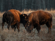 Bison early in the morning.