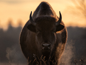 Bison early in the morning.