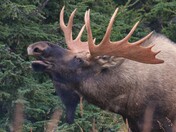 Moose serenade