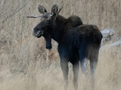Moose on the loose