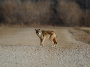 Coyote Crossing