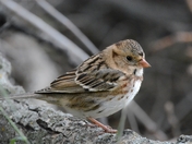 Harris's Sparrow