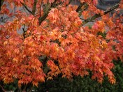 Final flash of fall colour  Richmond, BC