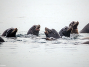 California sea lions