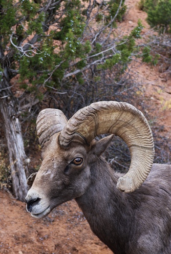 Colorado National Monument
