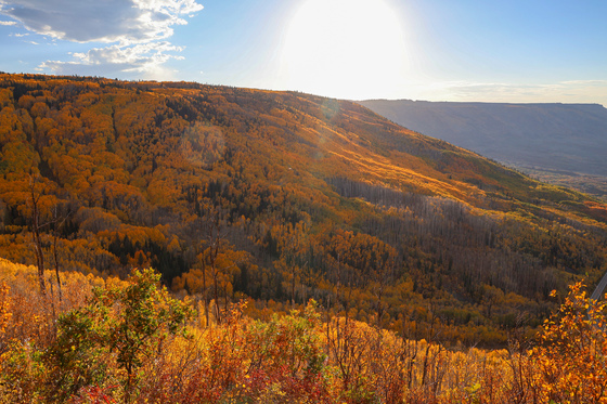Grand Mesa National Forest