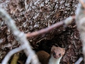 Grand Mesa National Forest