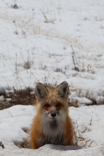 Yellowstone National Park