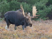 Magnificent Bull Moose