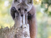 Sweet Pine Marten