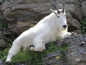 Glacier National Park