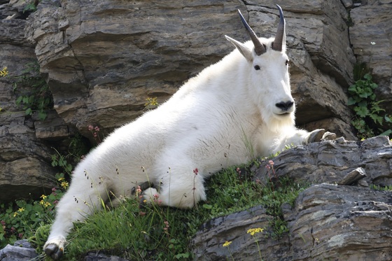 Glacier National Park