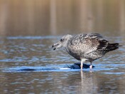 Seagull nibbling on Chinook Salmon carcass.