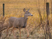 Just deer passing by....
