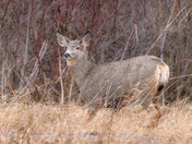 Just deer passing by....