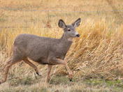 Just deer passing by....