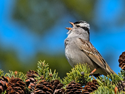 White-Crowned Sparrow