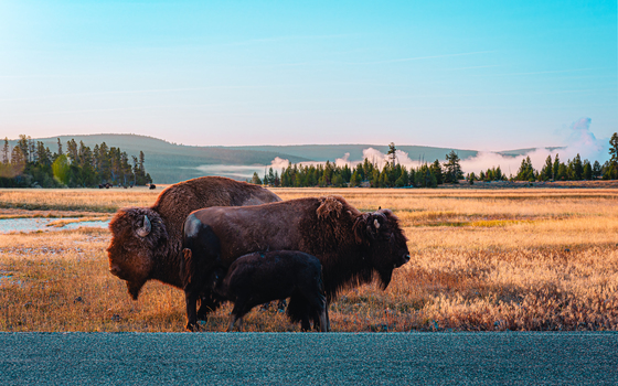 Yellowstone National Park