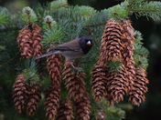 Back Yard Junco