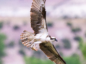 Browns Park National Wildlife Refuge