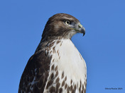 Redtail Hawk
