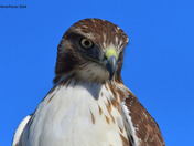 Redtail Hawk
