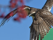 Redtail Hawk