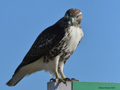 Redtail Hawk
