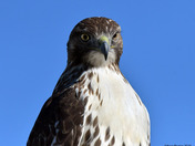 Redtail Hawk