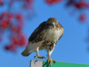 Redtail Hawk