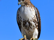 Redtail Hawk