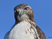 Redtail Hawk
