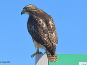 Redtail Hawk