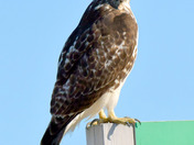 Redtail Hawk