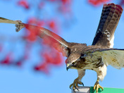 Redtail Hawk