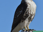 Redtail Hawk