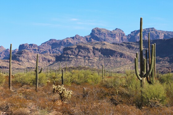 Organ Pipe Cactus National Monument