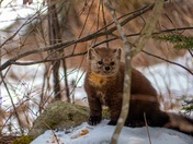 The Cutest Scavenger