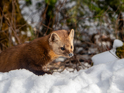 Snow Covered Snout