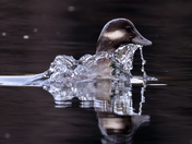 "Surface Surface Surface"