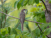 Black-billed Cuckoo & Praying Mantis