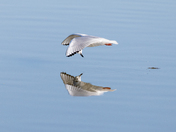 Bonaparte's Gull Mirror Image