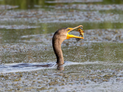 Cormorant Catching Fish