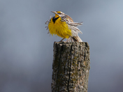 Fluffy Eastern Meadowlark